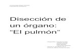 Disección del pulmón (1)