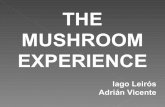 The mushroom experience