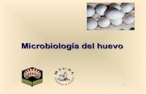 Microbiologia del huevo