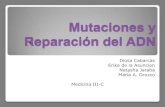 Mutaciones y reparación del adn