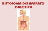Histología de Sistema Digestivo ALR (Pedro)