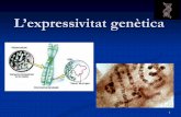 Tema11 GenèTica Molecular I (Expressivitat) 2009 10