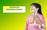 Sistema respiratorio: anatomía y fisiologia