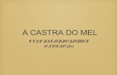 Castra do mel 2013