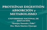 Proteinas. Digestión, absorción y metabolismo