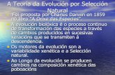 Teoria Da EvolucióN