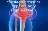 Lesiones de cartilago articular, reparación y regeneración.