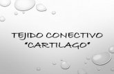Tejido Conectivo "Cartilago"
