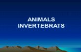 Animals Invertebrats realitzat per Belén de Cicle Superior