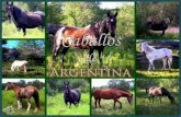 Caballos de argentina (v.m.)