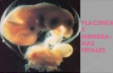Placenta y membranas fetales