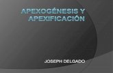 apexogenesis y apexificacion