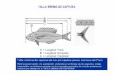 Talla mínima de captura de los principales peces marinos del perú