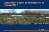 Diferentes clases de tomates en el huerto 2011