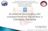 Anatomia de la glandula parotida jonathan molina