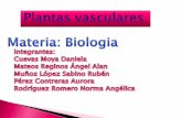 Plantas vasculares (1)