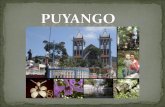 Puyango, Tierra del Bosque Petrificado y el Café de altura