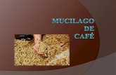 Mucilago De Cafe