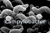 Campylobacter yeyuni
