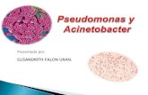 Pseudomonas y acinetobacter.