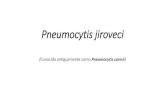 Pneumocytis jiroveci