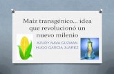 Maíz transgénico y su introducción a mexico