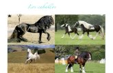 Libro sobre caballos