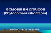 Gomosis en citricos (phytophthora citropthora)