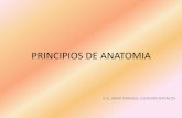 Principios de anatomia