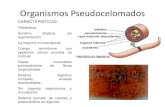 Pseudocelomados 2013