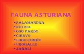 Fauna asturiana  (sandra y anamaría 4ºb)