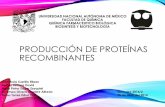 Producción de proteínas recombinantes