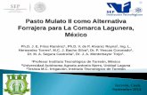 Pasto Mulato II como Alternativa Forrajera para La Comarca Lagunera, México.