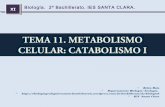 Tema 11 metabolismocelularcatabolismo