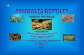 Reptiles (2)