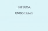 Materia Anatomia - Sistema Endocrino