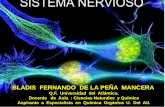 Sistema nervioso en el ser humano