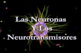Neuronasy neurotransmisores