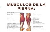 Anatomía de la pierna y pie. miologia, vasc. e inerv