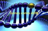 Genes como adn :anemia falciforme
