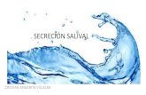 Secrecion salival-fisiologia