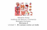 Semana 2. intro al estudio del cuerpo humano. ibc biol humana
