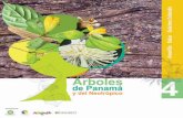 Arboles de Panamá y el Neotrópico 4: Amarillo, balso y guácimo colorado
