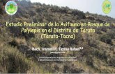 Estudio Preliminar de la Avifauna en Bosque de Polylepis en el Distrito de Tarata