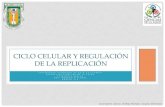 Ciclo celular y regulación de la replicación celular