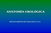 AnatomíA UrolóGica1