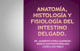Anatomía, histología y fisiología del intestino delgado