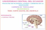Corte sagital-del-encefalo-1 (1)
