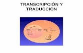 Transcripcion y traduccion