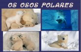 Os osos polares